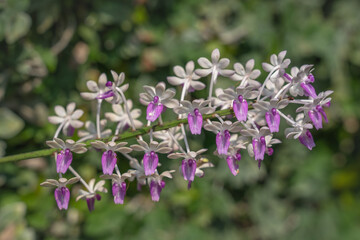 Closeup view of purple and white cluster of flowers of epiphytic orchid species seidenfadenia mitrata blooming on natural background