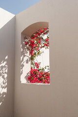 Beautiful tropical plant tree with red flowers in beige building window with sunlight shadows. Minimal creative summer floral garden background