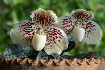 Closeup view of creamy white and purple red flowers of lady slipper orchid species paphiopedilum...
