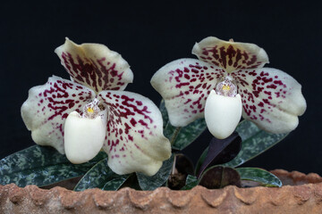 Closeup view of beautiful lady slipper orchid species paphiopedilum godefroyae var leucochilum with two flowers isolated on black background