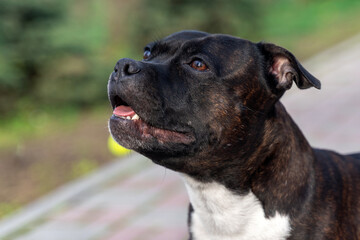 Close up portrait of beautiful dog of staffordshire bull terrier breed, of white and tiger color on green park background. Copy space.