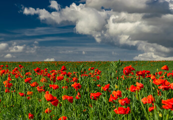 Fototapeta na wymiar The poppy (opiom flower) covers the field. Red flowers everywhere. heavy rain clouds in the back