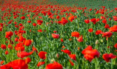 The poppy (opiom flower) covers the field. Red flowers everywhere.