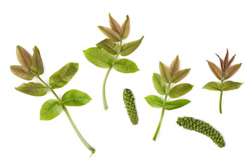 Young walnut twigs with leaves and seeds isolated on white background, top view
