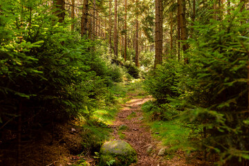 Obraz premium The hike path in a deep forest in table mountain.