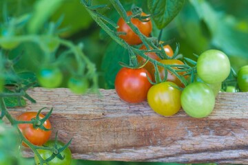 Bush of tasty colorful summer bio tomatoes at garden greenhouse. Delicious fresh and juicy...