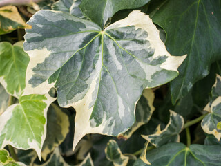 Algerian ivy green vine leaf white edges