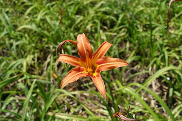 Roadside daylily with one orange flower in July