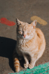 A beautiful red-haired homeless, graceful cat sits on a city road. Portrait of a domestic sleepy animal.