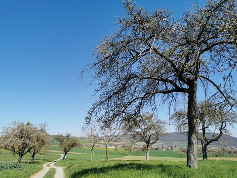 Apfelbäume rund um einen Feldweg
