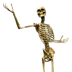 3D Rendering Human Skeleton on White