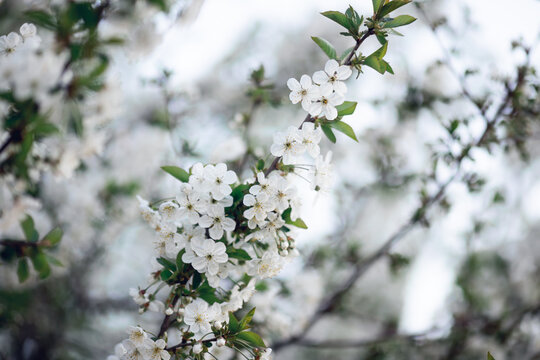Selective focus. Spring. blossoming branches of cherry, white flowers with yellow stamens against the sky, blurred background. Screensaver and desktop wallpaper