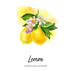 Lemons watercolor illustration isolated on splash background