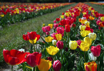 Beautiful coloured tulips in the Netherlands