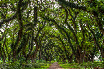 Banyuwangi - Indonesia