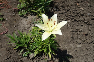 Top view of spotted white flower of true lily in June