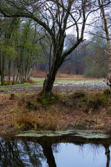 Photo of the Danish landscape. trees at the front, make shadows in the water