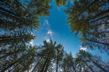 Fir trees point to the blue sky, early spring