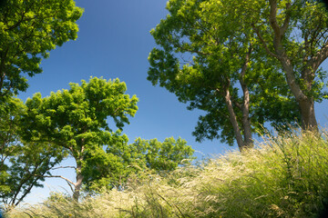 Summer idyll green trees and blue sky