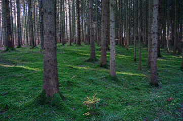 Deutscher Wald im Spätherbst Moosboden