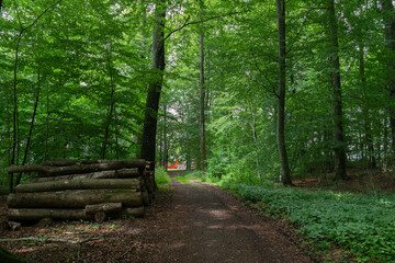 Danish beech forest early in the year, buds and leaves spring out into the sun, beautiful and green colors