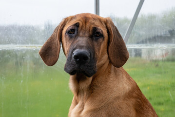 Broholmer dogs. The English dog was originally a watchdog for the court.
