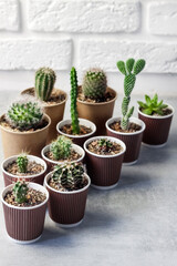 Cactus and succulent plants collection in paper cups. Home garden