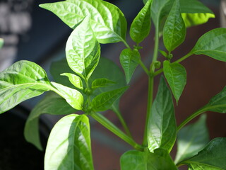 Junge grüne Paprika-Pflanze Pimientos de Padrón mit ersten kleinen Knospen