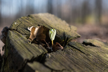 A beech seedling (Fagus sylvatica), sprouting in the middle of an old cut tree in the forest at springtime, reborn a new life, showing the power of nature.
