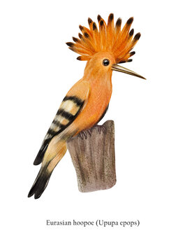 Eurasian hoopoe(Upupa epops) illustration isolated on white background