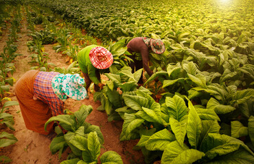 Farmers collect tobacco leaves on farms