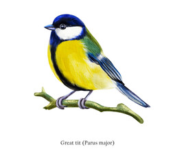 Great tit(Parus major) illustration isolated on white background
