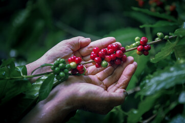 Farmers select and harvest fresh coffee beans for quality products.