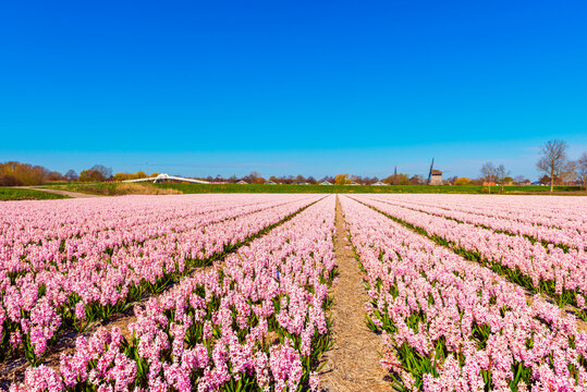Pink Flower field in Alkmaar Netherlands in Spring