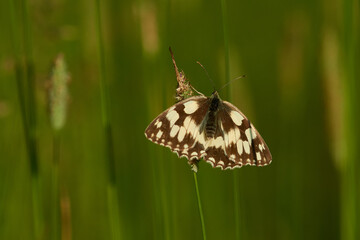 Schachbrett oder Damenbrett (Melanargia galathea) Falter , Weibchen	

