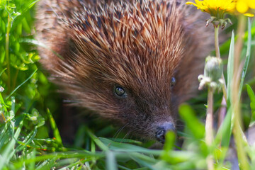 close-up of a hedgehog's face