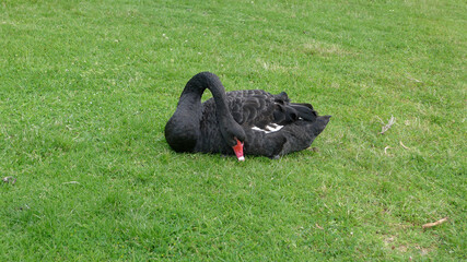 Black birds on the grass