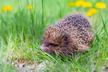 hedgehog on green grass in the meadow