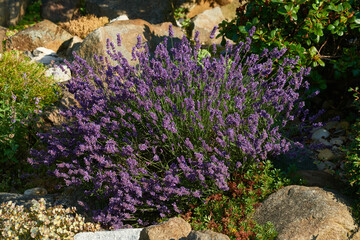 Blüten des Echten Lavendel	