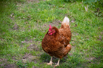 Brown Hen in a field