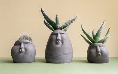 Cactus and aloe in unusual clay pots on the windowsill. Flowers at home