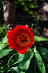 Red Tulip flower