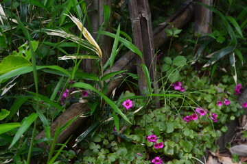 野の花