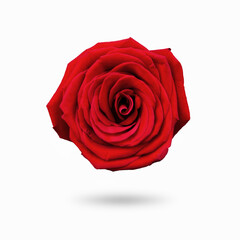 Isolated rose. Red rose on a white background. Isolated object.