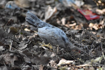 The bird is eating the grain