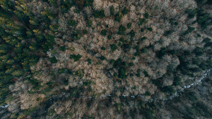 bird's eye view of mountain forest