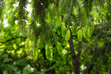 Young shoots of spruce tree in spring forest