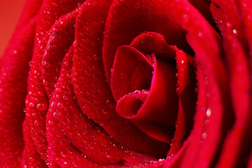 Rose. Macro photo of a red rose with dew drops on the petals. Red rose close up.