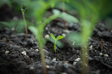 green plant on grass background