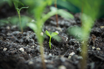green plant on grass background